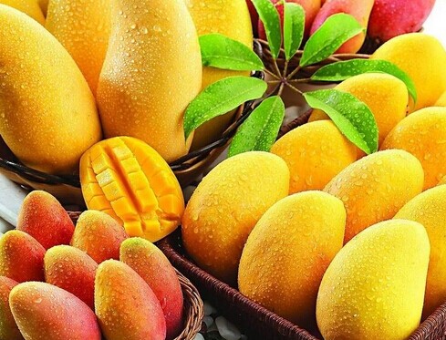 廣西大型芒果保鮮冷庫安裝設(shè)計，芒果冷庫保鮮貯藏技術(shù)方法