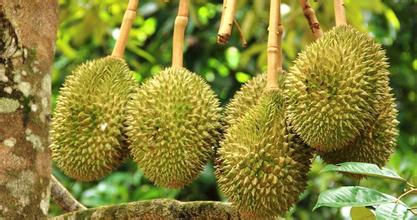 建一個(gè)200噸的榴蓮冷庫(kù)多少錢(qián)，榴蓮保鮮庫(kù)耗電量kw/h